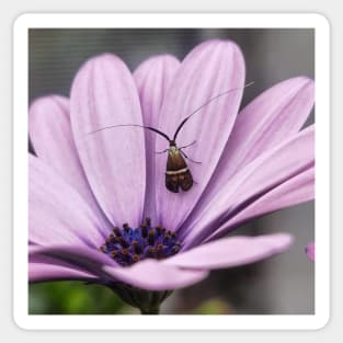 insect violet flower Sticker